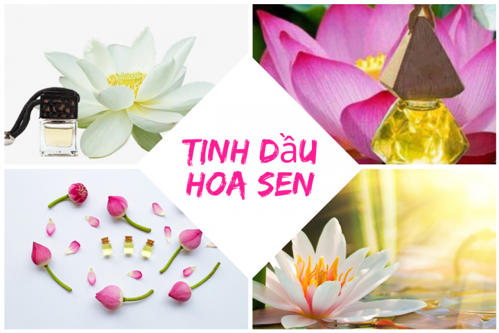 Lợi ích của tinh dầu hoa sen đối với sức khỏe