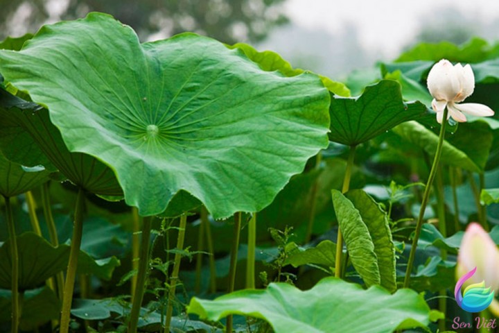 Cách bảo quản lá sen đúng cách