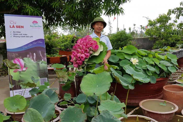 Đưa sen ra thế giới