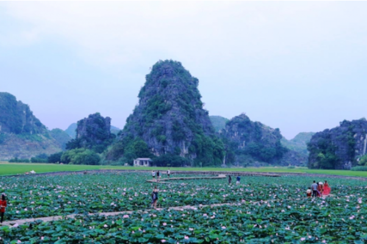 Đắm say trước vẻ đẹp sen nở ở khu du lịch Hang Múa