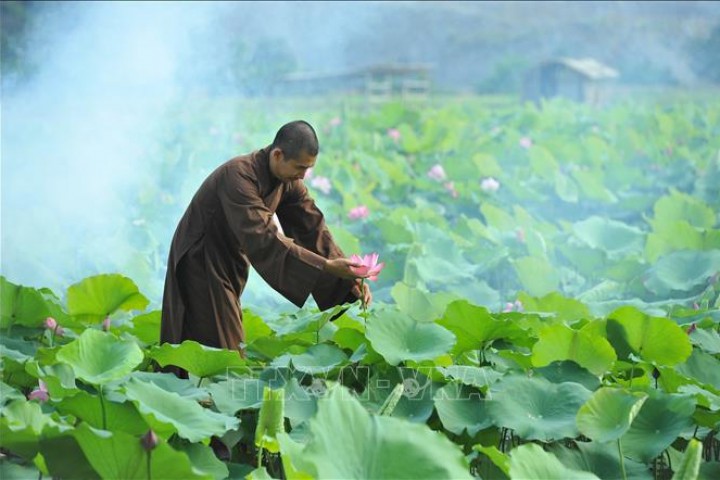 Thơ mộng sen hồng vùng đất cố đô Ninh Bình