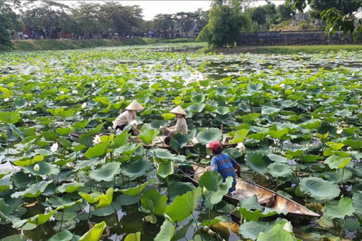 Sen cung đình lại nở trắng hồ cố đô