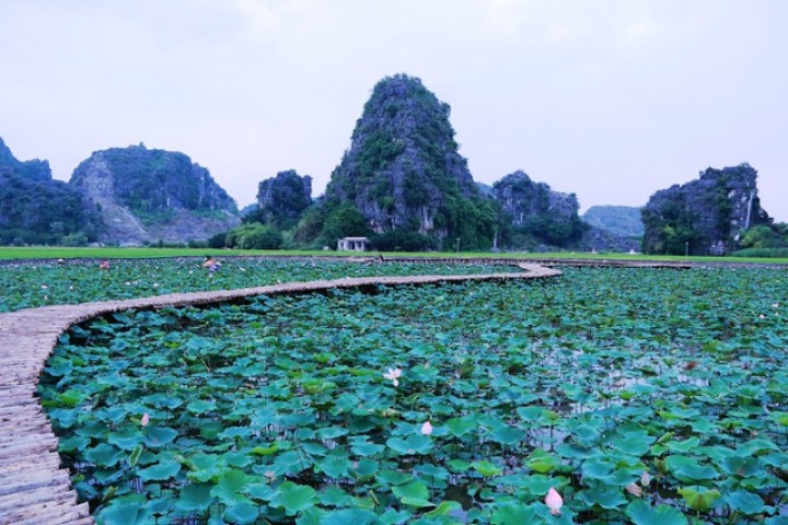 Đầm sen Nhật “bung lụa” giữa trời thu trở thành điểm "check-in" mê hoặc