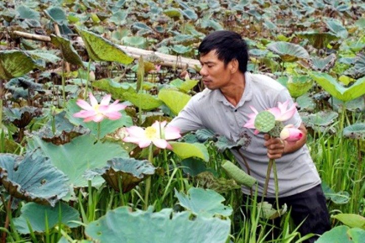 Hoa Lư Ninh Bình phát triển mô hình nông nghiệp gắn vớí phục vụ du lịch