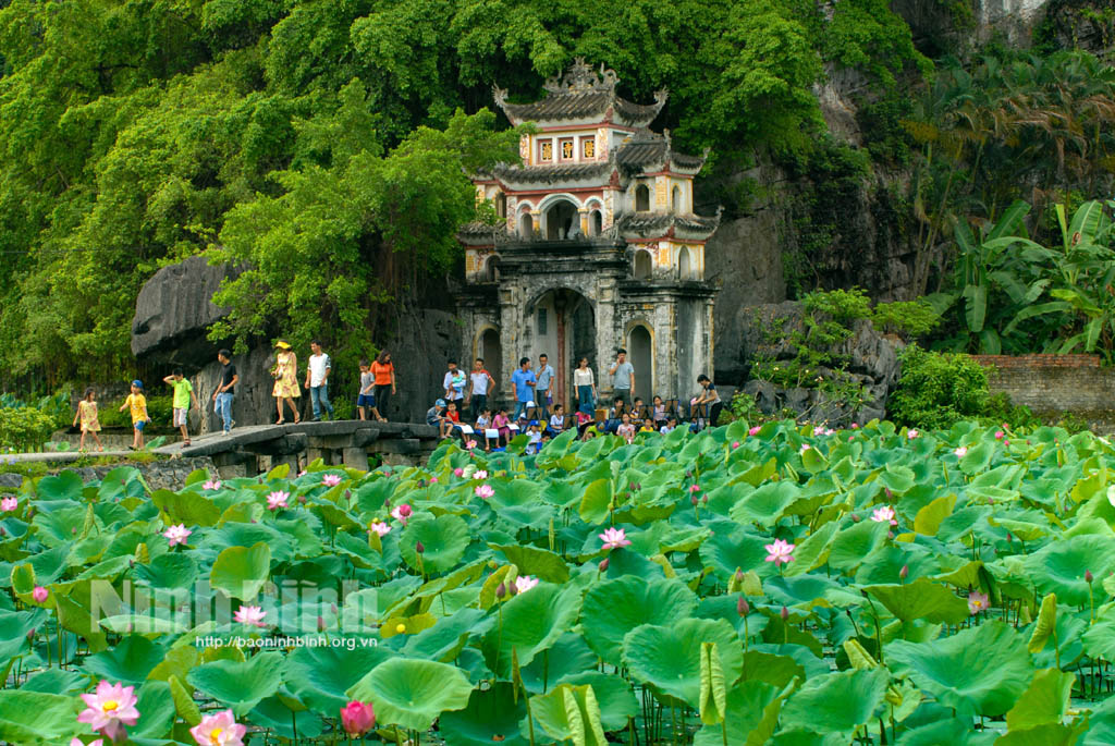 Mùa sen ở Ninh Bình