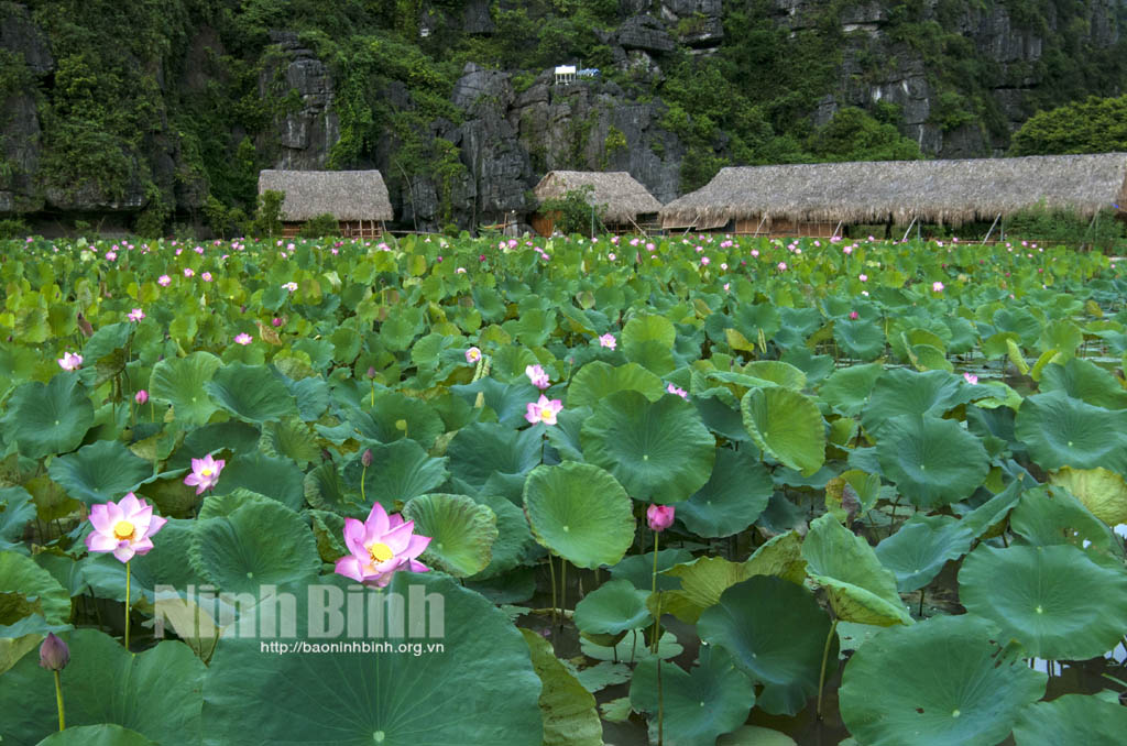 Mùa sen ở Ninh Bình